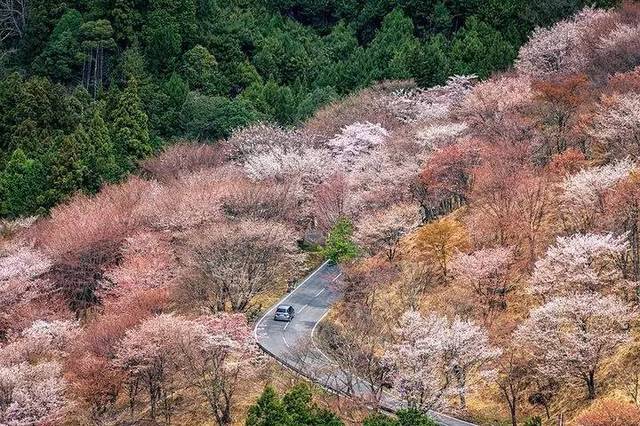 第七个"感知春天到来"的观光地是"吉野山.