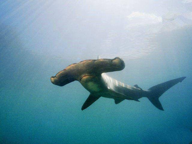 亚马逊河10大最可怕动物,公牛鲨第五,食人鱼第三