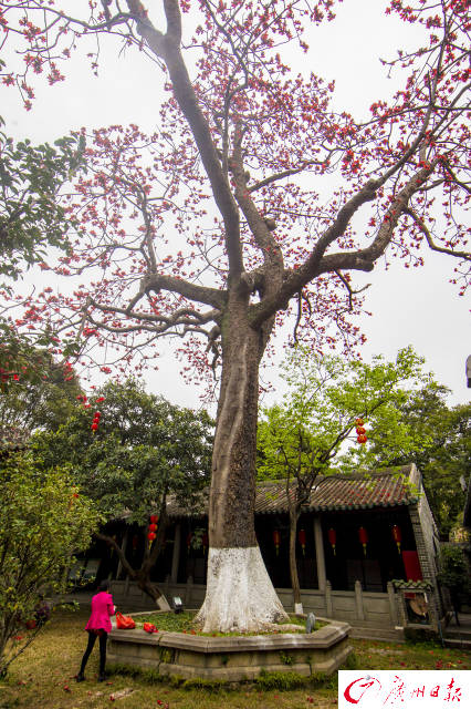 南海神庙大殿前有两株巨大的木棉,它们已被列入古树名花保护范围,分别