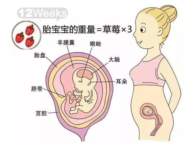 怀孕中期 的发育过程