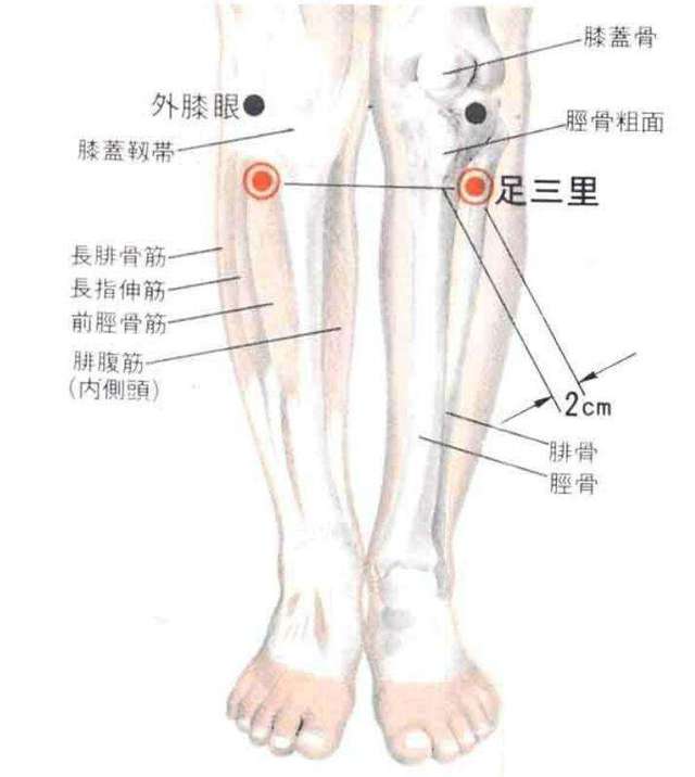定位:为足阳明胃经的合穴,位于膝关节外膝眼下 3寸,胫骨前嵴外侧1横