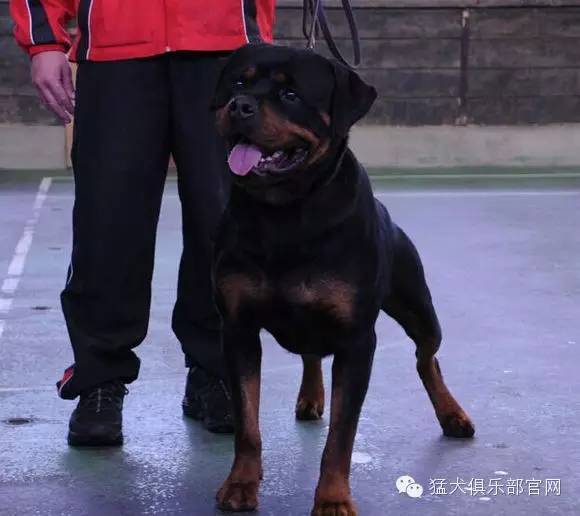 犬俱乐部猛犬俱乐部猛犬俱乐部猛犬俱乐部猛犬俱乐部猛犬