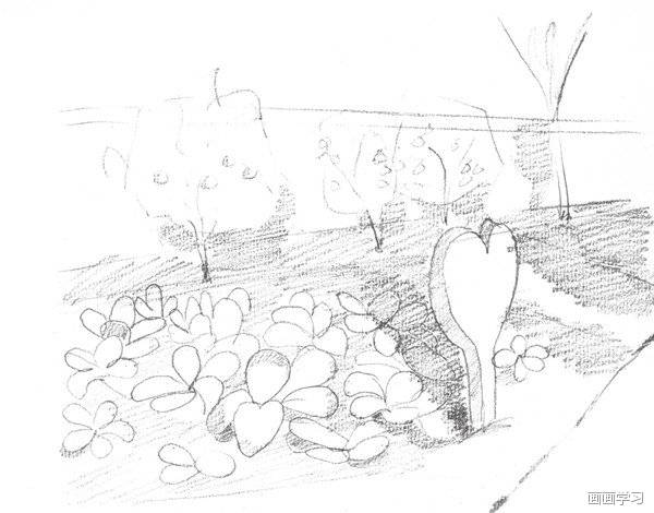 如何学素描——素描菜地种植的绘画教程图片