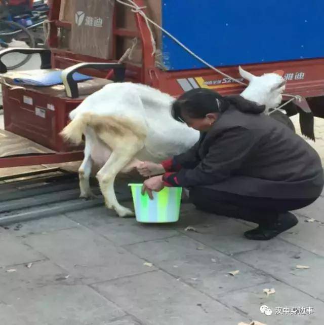 汉中街头现挤羊奶 看着鲜喝着悬!