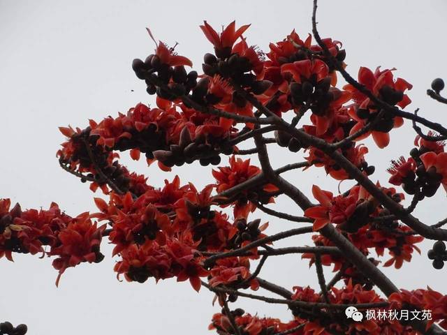 【随手拍】木棉花英雄花