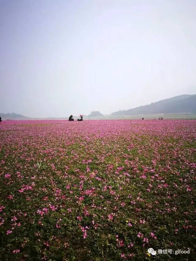 不负春光不负卿|桂林的花海美成仙境,梧州将加开动车至桂林!