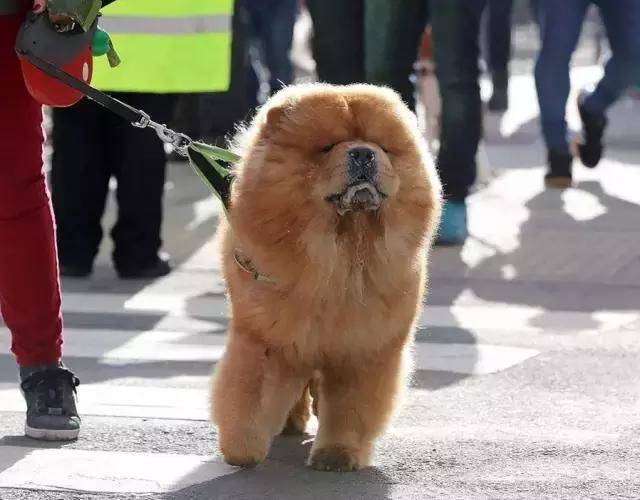 被誉为犬界奥斯卡,2017克鲁弗兹犬展crufts dog show 2017于3月9日至