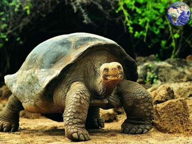 陆地上最大的龟,体重600斤能活200年, 险被人吃完