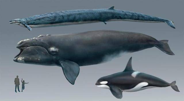 龙王鲸与现代露脊鲸,虎鲸以及人类对比
