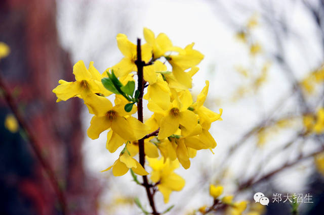 金钟花,又称细叶连翘,花期3～4月,先叶开放,深黄色,1～3朵腋生.