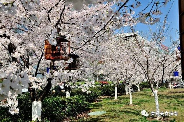鲁迅公园中的中日樱花园是由留日分会的学长及部分中日友好人士所
