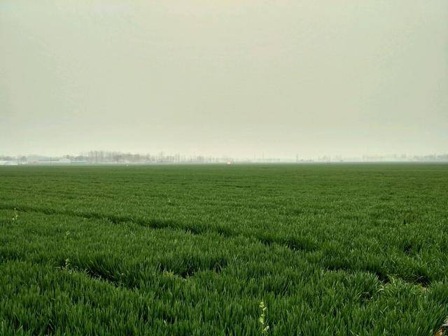 最美乡村·春耕#看到绿油油的麦田是不是想,高歌一曲或者低吟一首