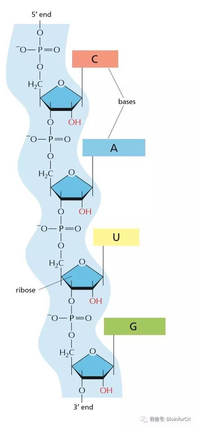 艺术细胞##妙笔生化#单链rna分子(《细胞的分子生物学》6th p2c6)