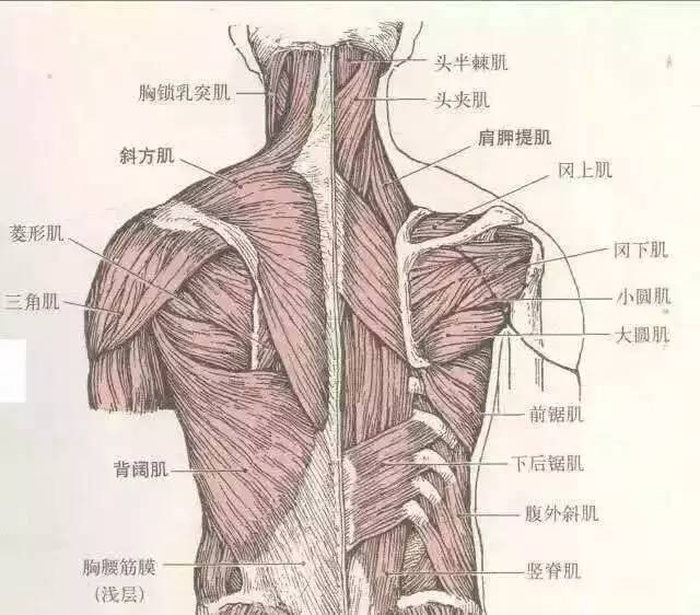 参与提肩的主要肌肉有: 肩胛提肌 斜方肌上束(肩部以上的部分) 菱形