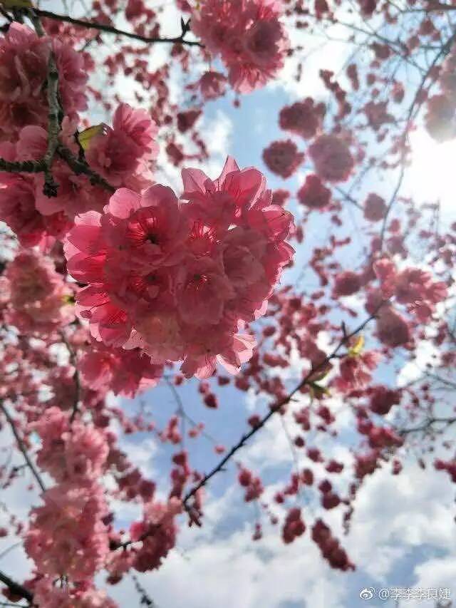 昆明各高校校花大曝光!最后的云艺亮了.