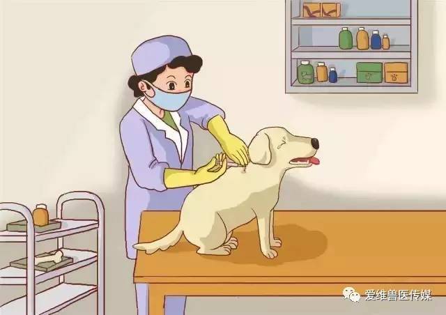 狗狗应该先疫苗还是先驱虫你是不是一直都弄反了