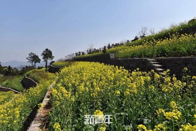 温岭市区的空中油菜花园开好了,最全赏花攻略在这里!