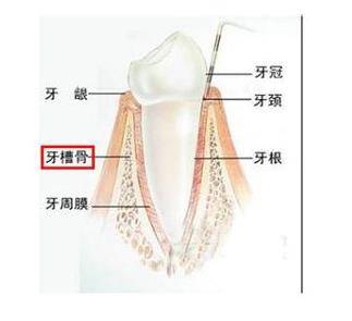 1,牙齿结构