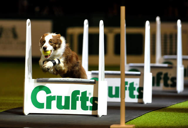 英国伯明罕的狗狗年度展crufts show,重头戏就是这个狗狗挑战赛