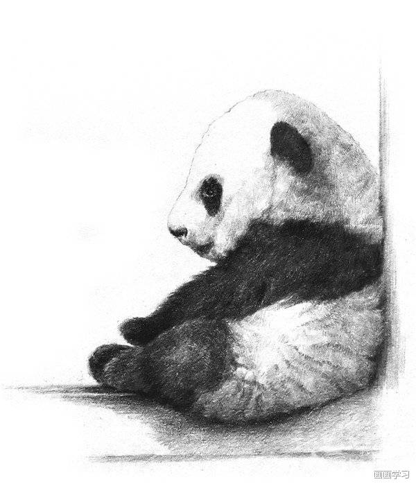 如何学素描——素描大熊猫的绘画步骤教程