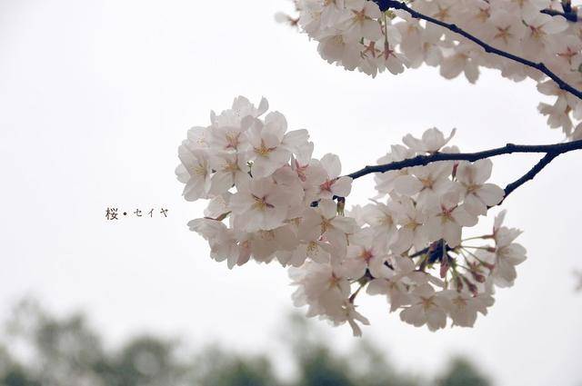 鲁迅公园的樱花