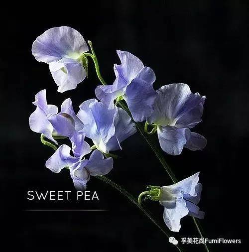 在花语大全里,每一种花都值得被了解被呵护,香豌豆的花语:甜蜜温馨的