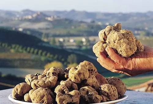 白松露(white truffle)