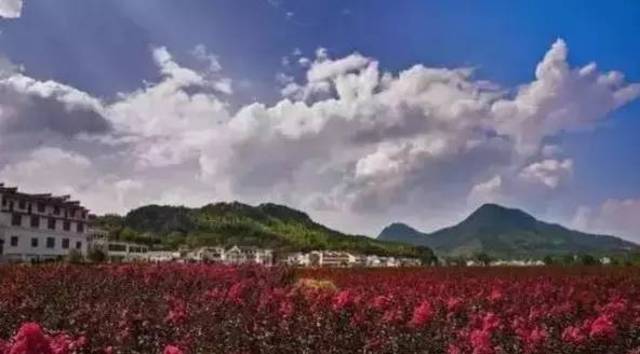 青阳县陵阳镇清泉村↓