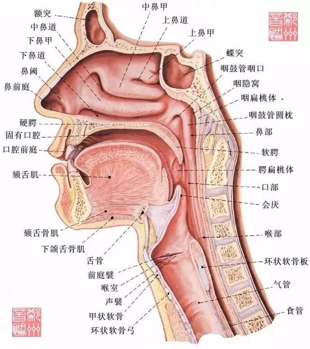 人类发音器官解剖图