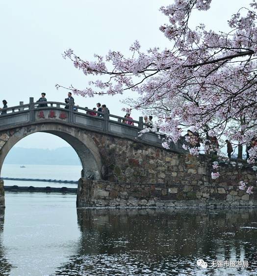 2017太湖鼋头渚国际樱花节正式启动,活动票价交通路径