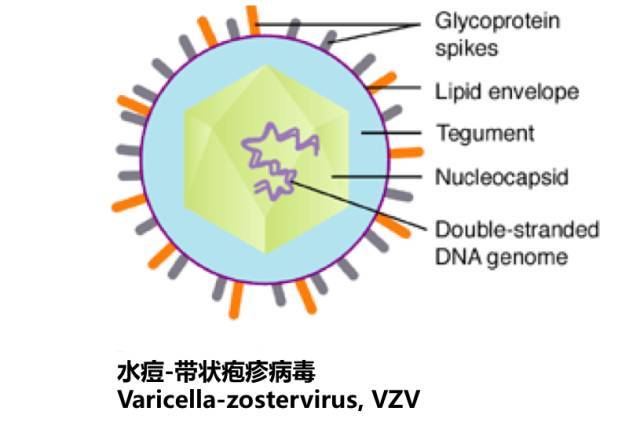 水痘由 水痘-带状疱疹病毒(varicella-zostervirus, vzv)引起,它是一