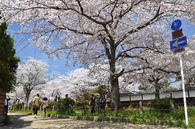 十里樱花,最美京都