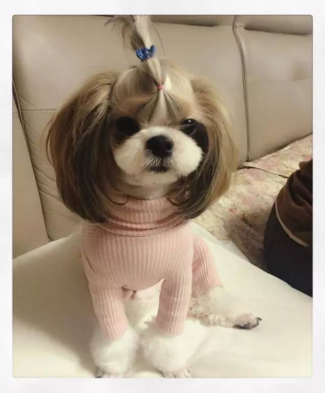 美图丨西施犬如何赛西施?