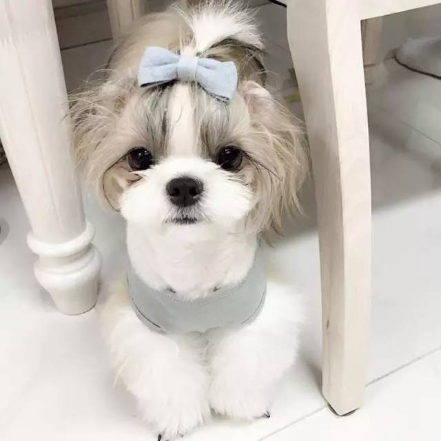 美图丨西施犬如何赛西施?