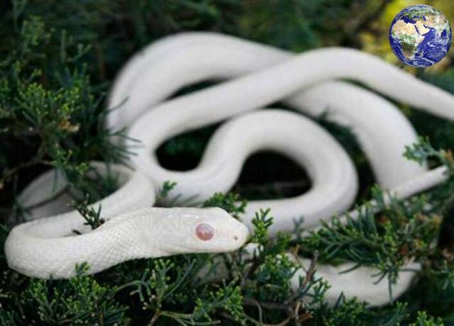 像白娘子一样漂亮的白蛇原来真的存在