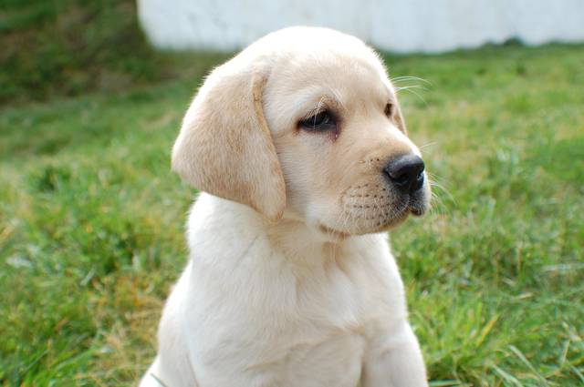 拉布拉多犬价格纯种拉布拉多犬多少钱一只全国报价