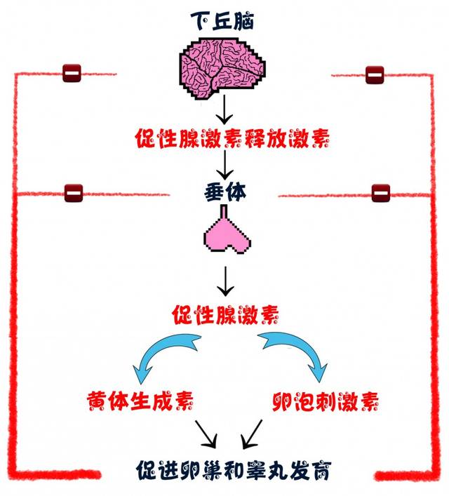 人体生殖系统的发育和功能维持受下丘脑-垂体-性腺轴的控制 ▼