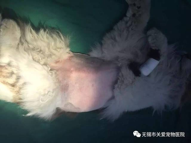 猫急性胃扭转(胃扩张)手术一例