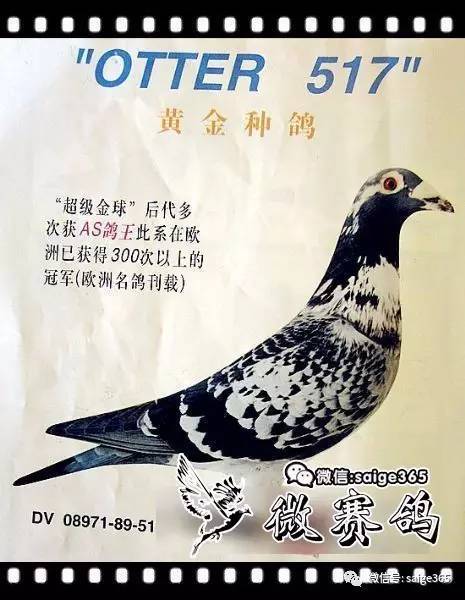 【赏图】97年珍贵照片,詹森原棚种鸽.