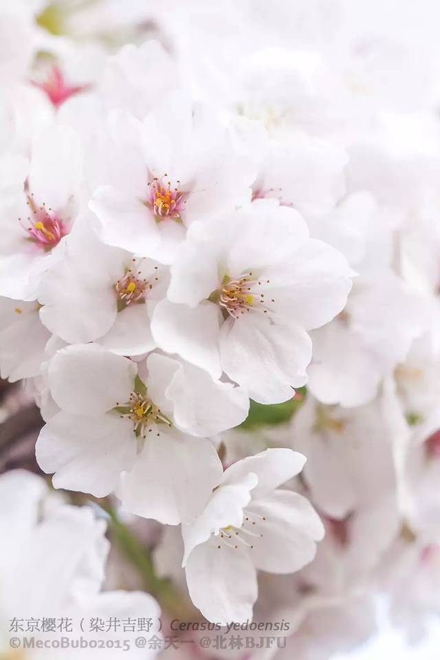 樱花,桃花,杏花