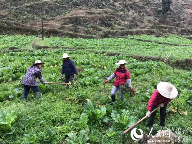 播州区三合镇:三社融合探索三农发展新模式