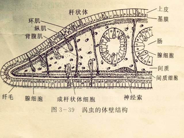 表皮内侧有非细胞结构的基膜. 肌肉 基膜内是肌肉层,由