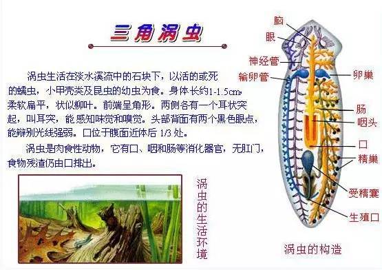 如指环虫,日本血吸虫,布氏姜片虫,中华枝睾吸虫.