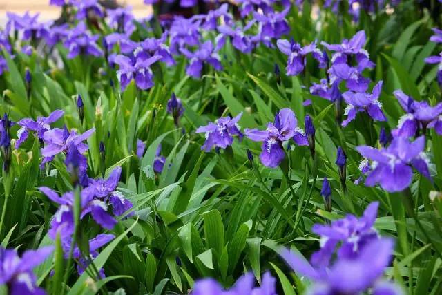 鸢尾 花期:4月中,下旬—5月下旬  鸢尾的花语:恋爱使者,优美,光明