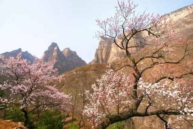 【河南醉美春天】漫山遍野桃花开,快来桃花谷交桃花运吧!