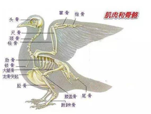 分享|骨骼对赛鸽的重要性及骨骼生长五大元素!