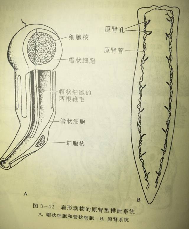 动物志 | 三胚层无体腔动物之扁形动物门