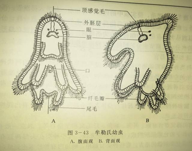 动物志 | 三胚层无体腔动物之扁形动物门