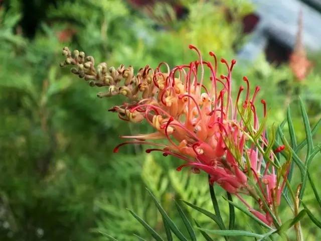 花为总状花序,似大型的毛刷生于枝顶,亮红的花独特而艳丽.