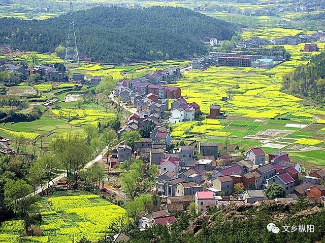 我叫枞阳,这是我的家庭 14镇:枞阳,汤沟,山,老洲,陈瑶湖 周潭 横埠